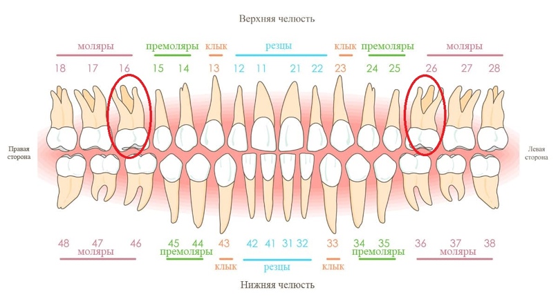 6 зуб на фото