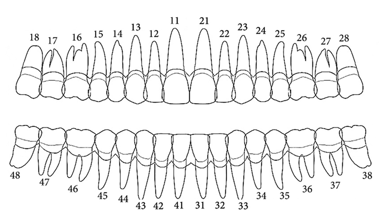 7 зуб на схеме
