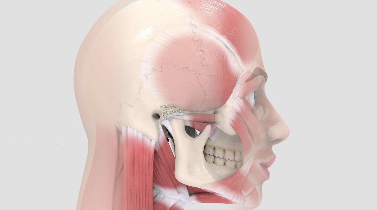 верхняя челюсть анатомия 